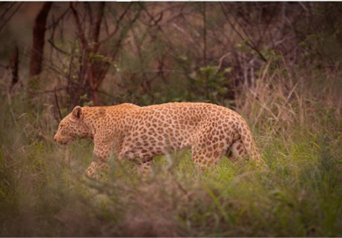 1White Leopard Edited 1