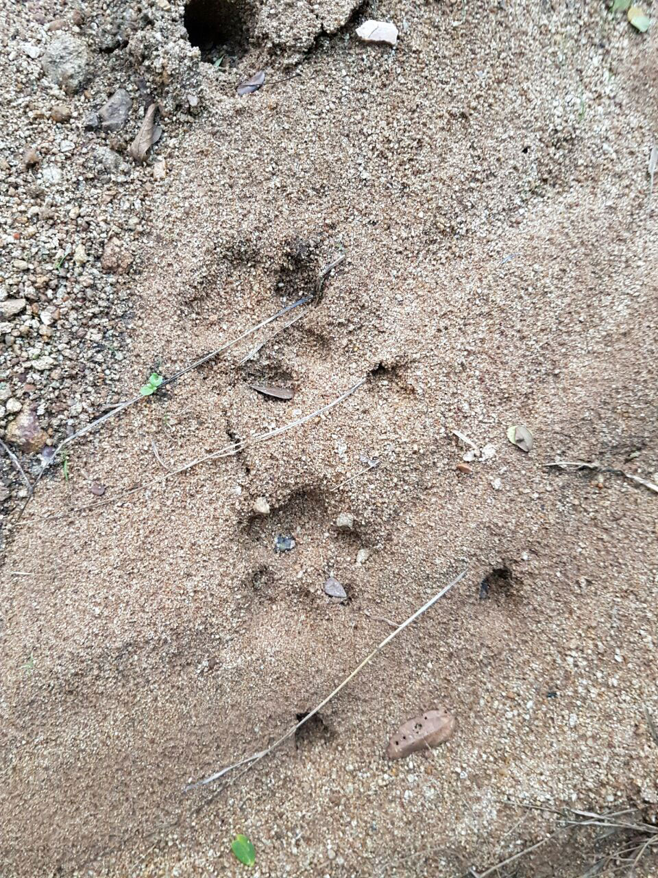 Timbavati2