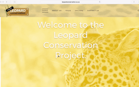 leopard gif